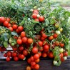 Graines de tomate Bajaja