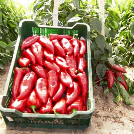 Galaxy zoete paprikazaden