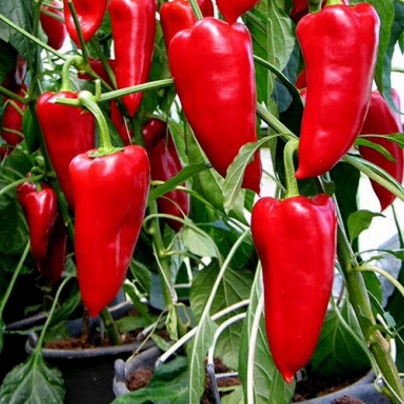 Galaxy zoete paprikazaden