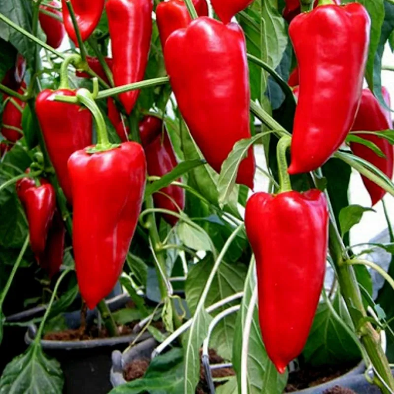 Galaxy Paprika Samen