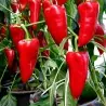 Galaxy Paprika Samen
