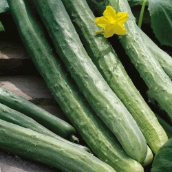Price: €1.65 - Sementes de pepino Chinês Slangen - chinês Serpente - 