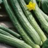 Cucumber Seeds Chinese Snake