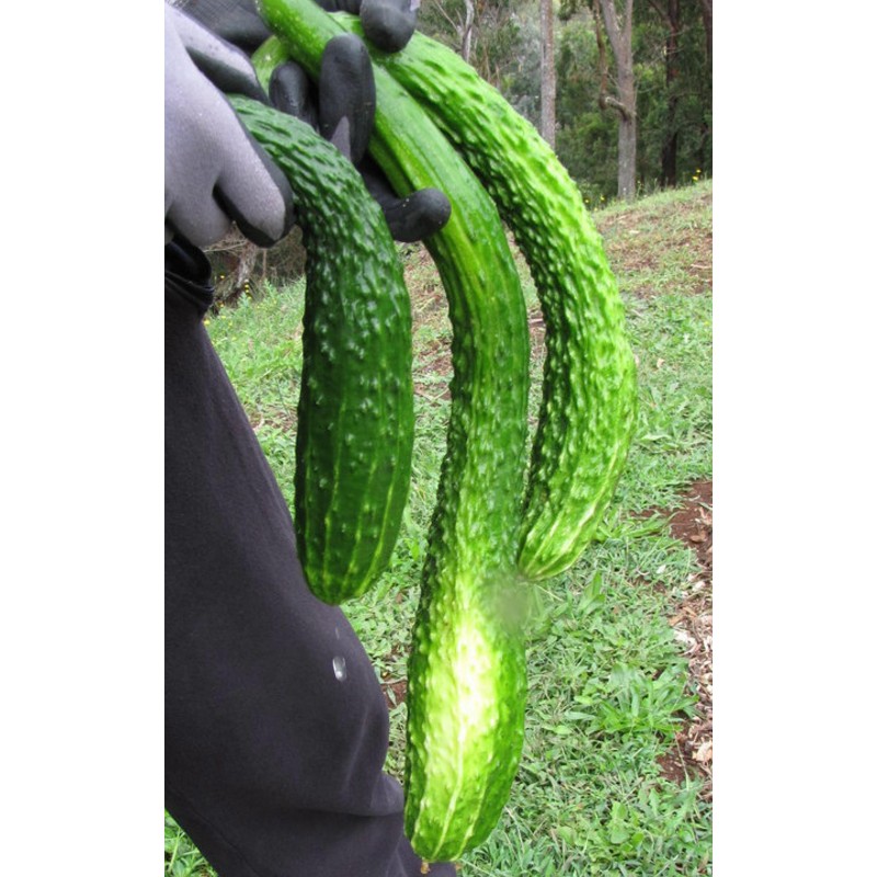 Semi di cetriolo SERPENTE CINESE