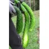 Cucumber Seeds Chinese Snake