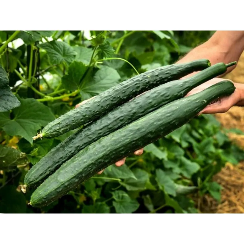 Cucumber Seeds Chinese Snake