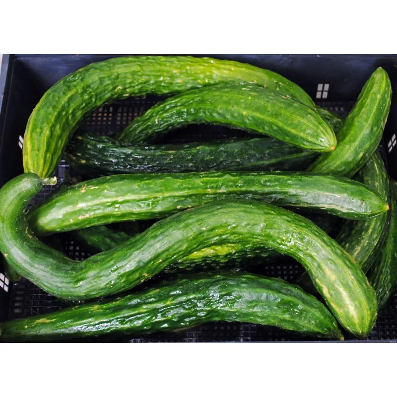 Cucumber Seeds Chinese Snake
