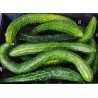 Cucumber Seeds Chinese Snake