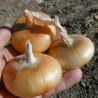 Price: €1.75 - بذور البصل Borettana - 