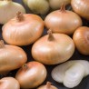 Price: €1.75 - بذور البصل Borettana - 