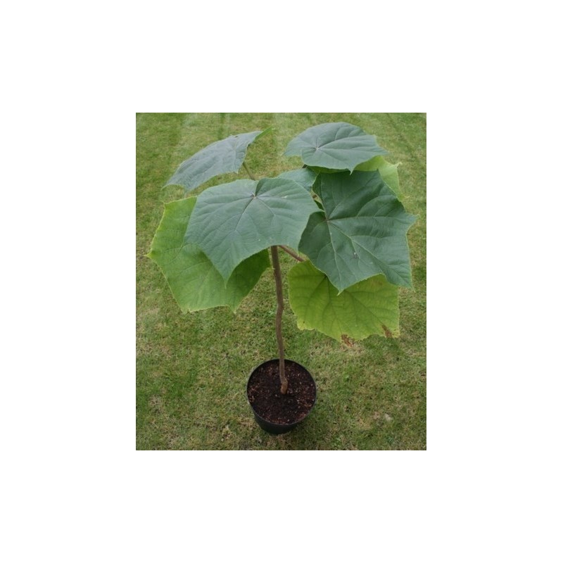 Paulownia Elongata Seeds | €1.95