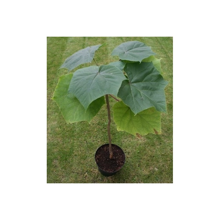 Paulownia Elongata Seeds - 228.714671