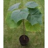 Paulovnija Seme Paulownia Elongata | 1,95 €