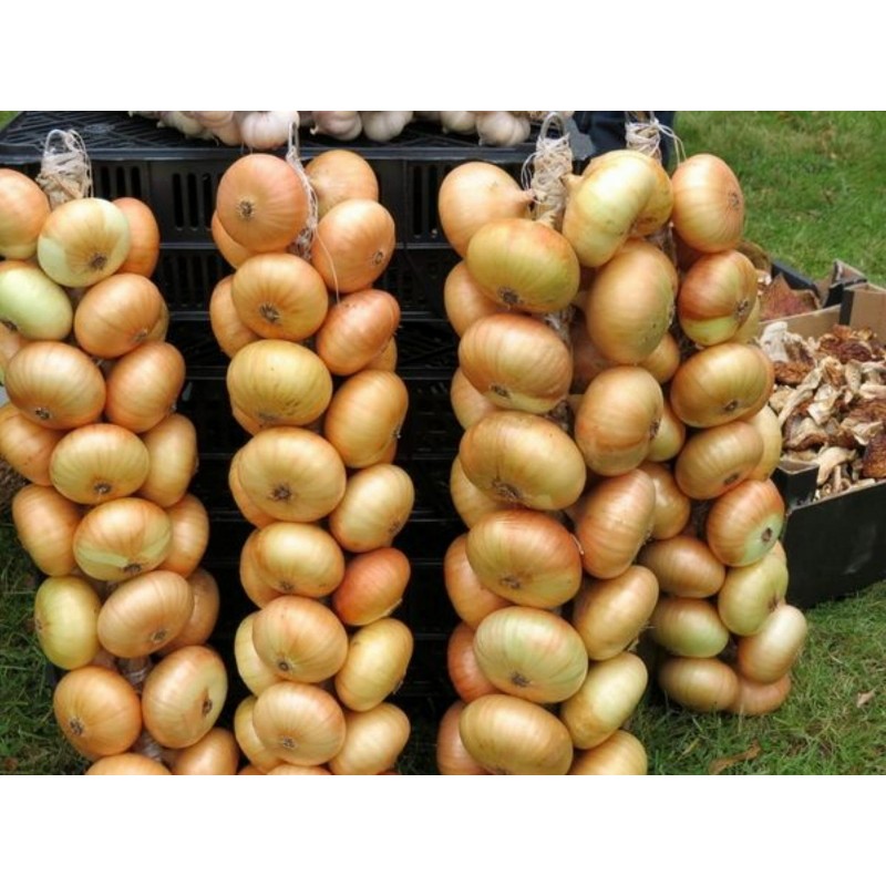 Price: €1.75 - بذور البصل Borettana - 