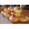 Price: €1.75 - بذور البصل Borettana - 