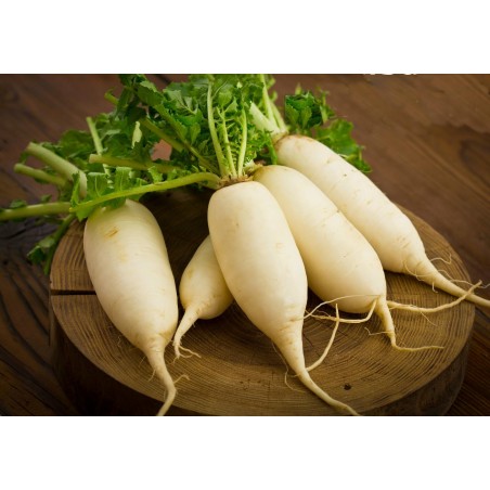 Semi di ravanello Baviera Birra