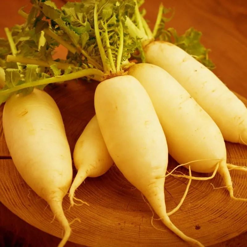 Radish Seeds Johns Day