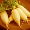 Radish Seeds Johns Day