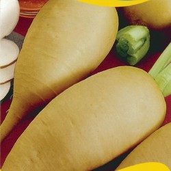 Price: €1.95 - بذور الفجل يوم جون - 