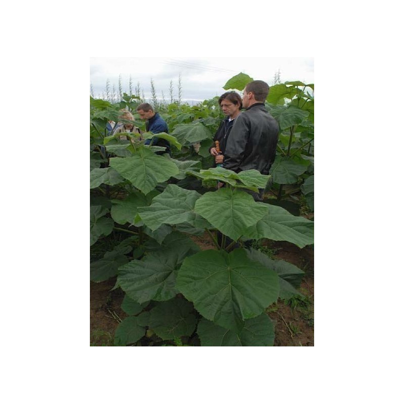 Kejsarträd Frön (Paulownia Elongata) | 1,95 €