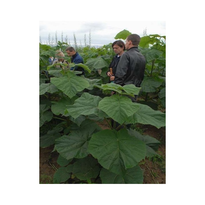 Paulownia Elongata Seeds - 228.714671