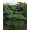 Paulovnija Seme Paulownia Elongata | 1,95 €