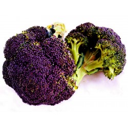 Price: €1.95 - بذور البروكلي الأرجواني ميراندا - 