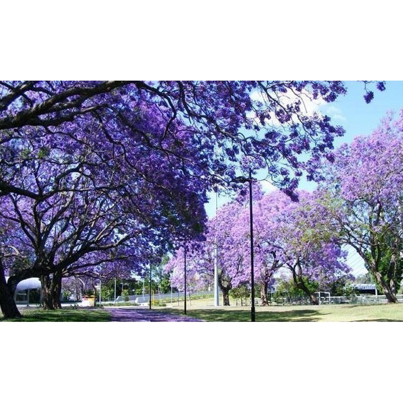 Paulovnija Seme Paulownia Elongata | 1,95 €