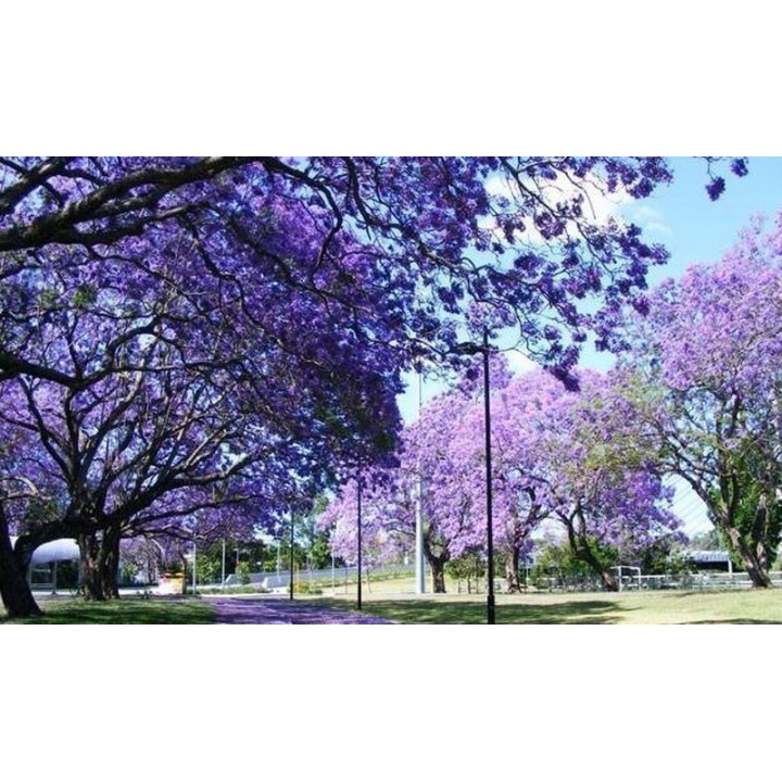 Paulownia Elongata Seeds - 228.714671