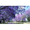 Price: €1.95 - Graines Paulownia Elongata - 