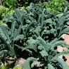 Palmkålfrön Nero di Toscana