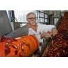 Price: €1.65 - Semillas de pimiento dulce Szegedi 80 - 