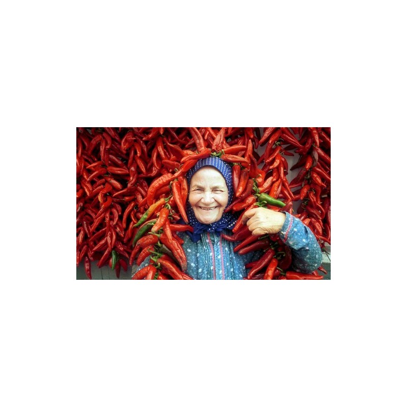 Price: €1.65 - Semillas de pimiento dulce Szegedi 80 - 