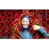 Price: €1.65 - Sementes de pimentão Szegedi 80 - 
