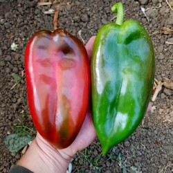 Price: €1.65 - Semillas de pimiento dulce Dumbo 34 - 