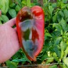 Price: €1.65 - Semi di peperone Dumbo 34 - 