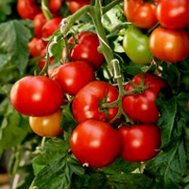 Semi di Pomodoro Ungherese Mano