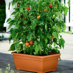 Sementes de tomate húngaro...