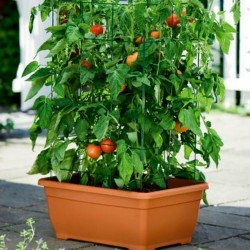 Price: €1.95 - Semi di Pomodoro Ungherese Mano - 