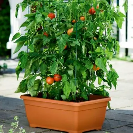Semi di Pomodoro Ungherese Mano