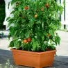 Graines de tomate hongroise Mano