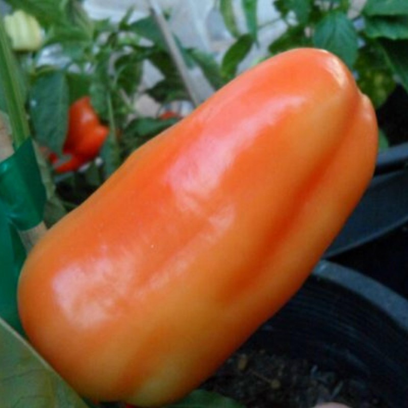 Price: €1.85 - الهنغارية بذور الفلفل الحلو Albaregia - 