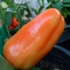 Price: €1.85 - Semi di peperone ungherese Albaregia - 