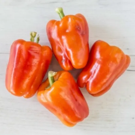 Sementes de pimenta húngara Albaregia