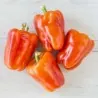 Hungarian Sweet Pepper Seeds Albaregia