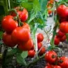 Semillas de tomate Kecskemét Jubilee