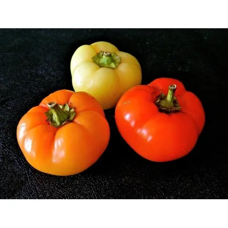 Graines de piment fort Pomme