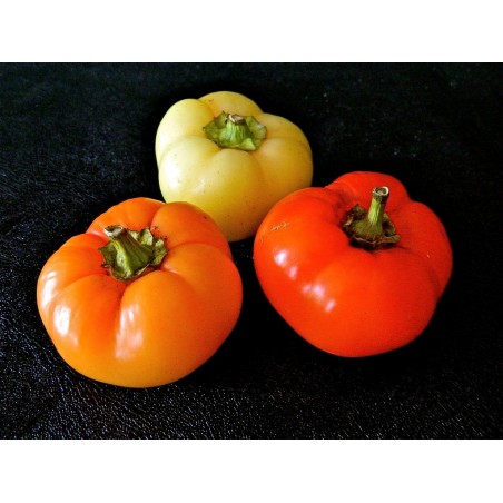Price: €1.85 - Ungarische Scharfe Paprika Samen Apfel -