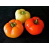 Price: €1.85 - Ungarische Scharfe Paprika Samen Apfel - 