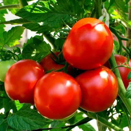 Graines de tomate Kecskeméti 3 F1